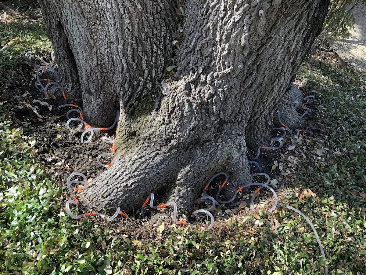 Detailed Tree Cabling and Bracing job site in Ranburne