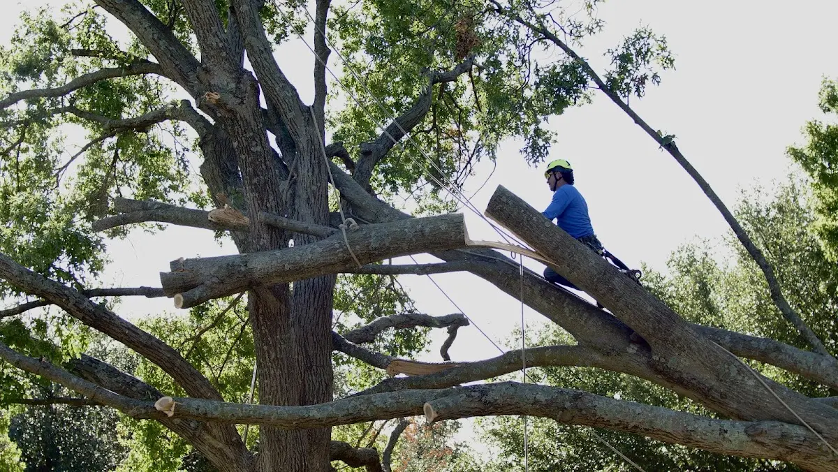 Professional Crown Thinning performed by certified arborists in Ranburne