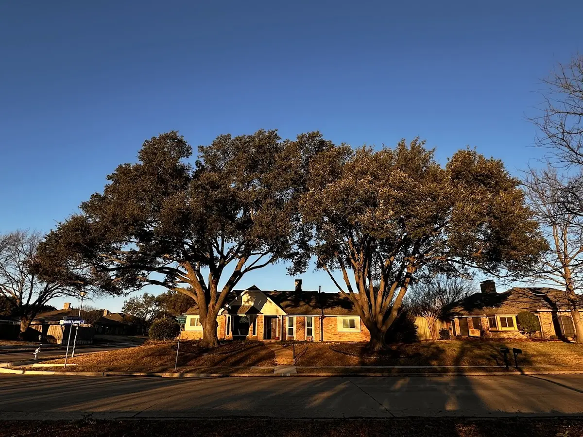 Established residential canopy tree shading a home in Ranburne
