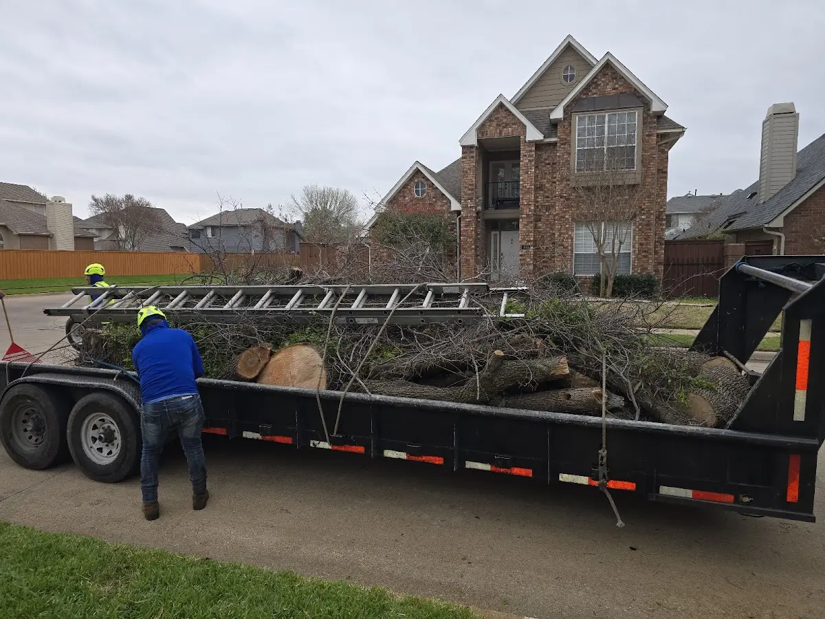 Expert Tree Removal with proper safety equipment in Ranburne